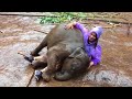 Baby Elephant Love - Hannah Frenchick Baby Elephant Love