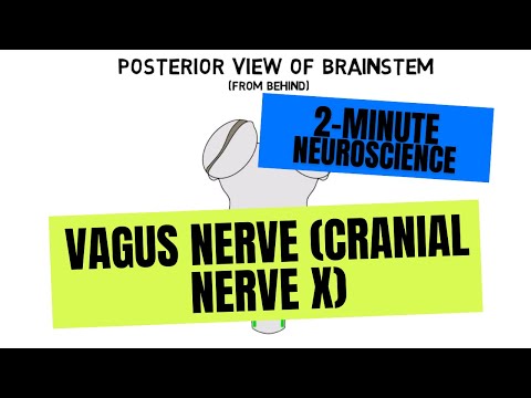 2-Minute Neuroscience: Vagus Nerve (Cranial Nerve X)