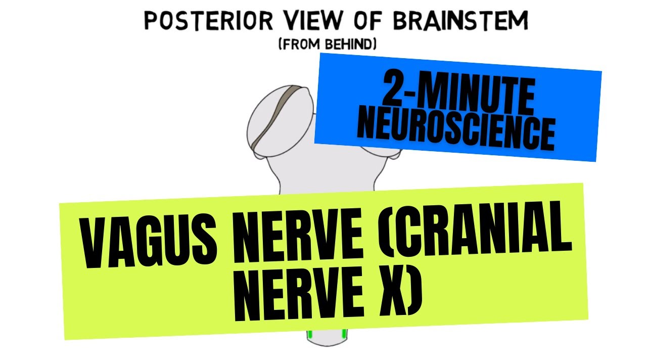 The Vagus Nerve: A Key Player in Mind Biology Diagrams