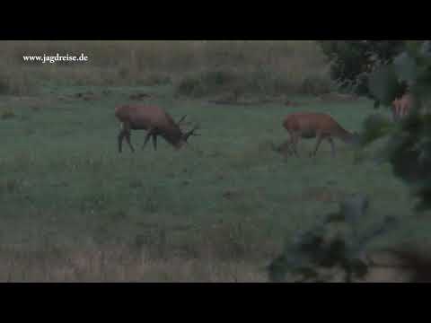 Alter Hirsch in der Morgendämmerung - Jagd zur Hirschbrunft in Polen / Pommern