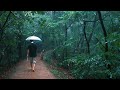 [4K] Rain Walking in the Forest. I walk endlessly in the rain in a dense forest.