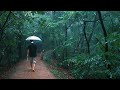 4K Rain Walking In The Forest I Walk Endlessly In The Rain In A Dense Forest