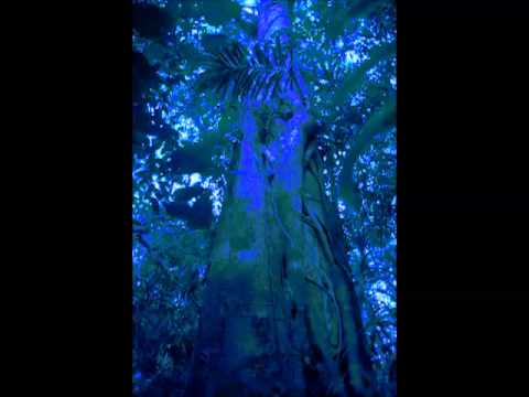 Light Coorporation - The Song of the Merbau Tree