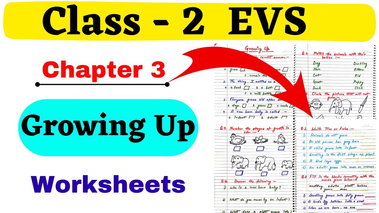 Growing Up EVS Worksheet| Class 2 EVS worksheet| EVS Worksheet for Class 2| Class 2 EVS| Grade 2 EVS