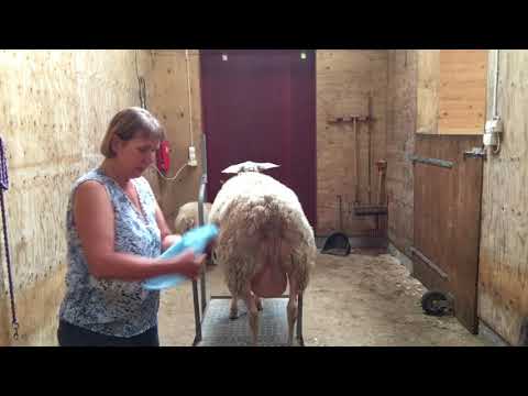 Milchschafe von Hand melken