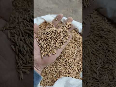 фото овёс фуражный 0