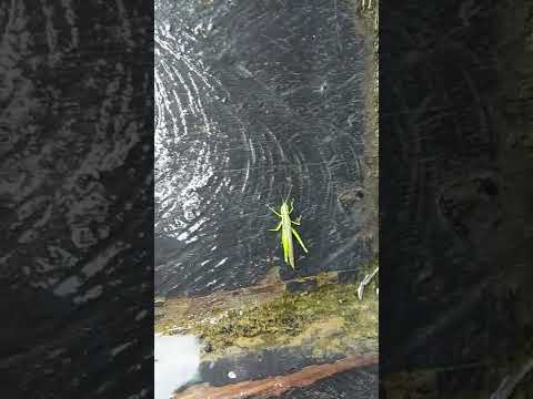 gafanhoto = Munü #shorts #ozielticuna #indigenous