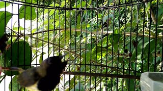 Download lagu BUKTIKAN!! CUKUP 1 MENIT SOGON MANAPUN BAKALAN NYAUT DAN IKUT GACOR mp3