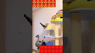 Download lagu kucing lagi santai #kucing #kucingimut #kucinglucu mp3