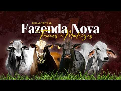 LEILÃO VIRTUAL FAZENDA NOVA - TOUROS E MATRIZES