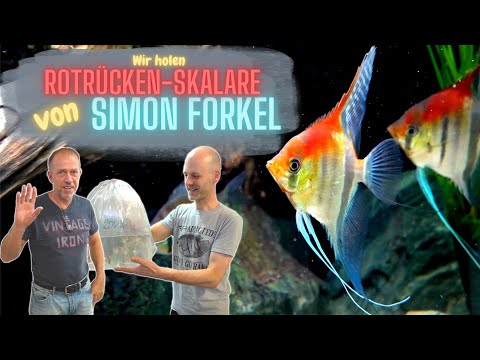 Die schönsten Skalare, die wir je gesehen haben! Manacapuru Rotrücken Skalare von Simon Forkel