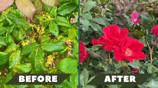 Severe Black Spot? Save Your Knock Out Roses in 4 Easy Steps