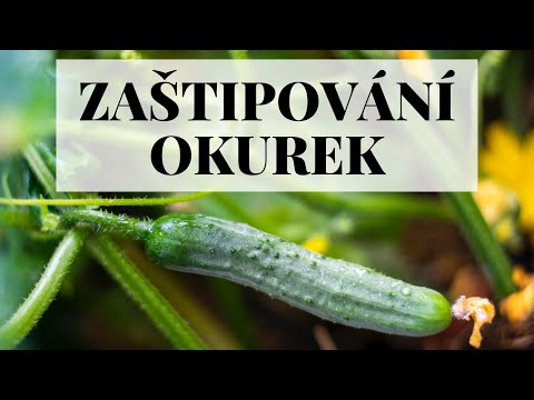 , title : 'Zaštipování okurek - přoč a jak na to'