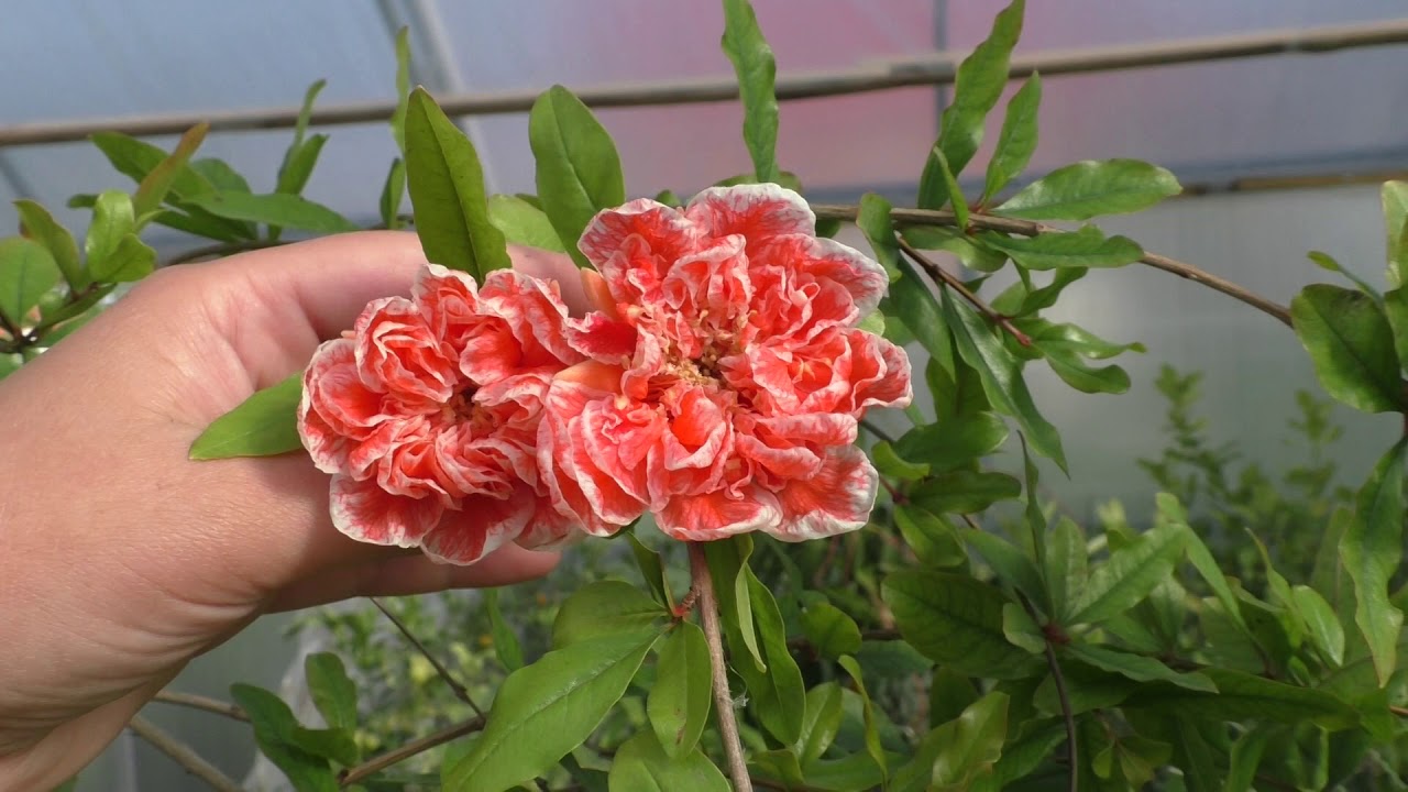 Гранат "Легрелле" \ Punica granatum "Laqrelliae".