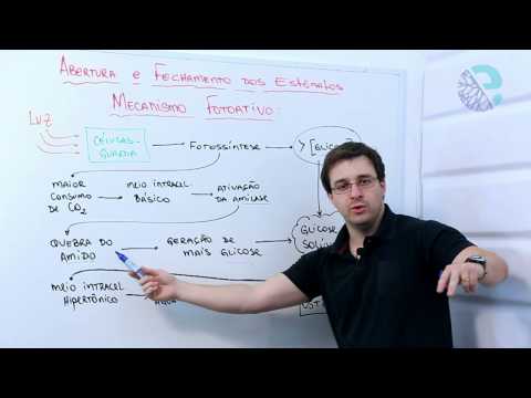 Abertura e fechamento dos estômatos: mecanismo fotoativo