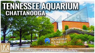 Tennessee Aquarium Chattanooga: Is It Worth It (Full Walkthrough)