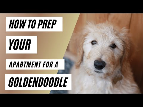 YouTube video about: Can goldendoodles live in apartments?