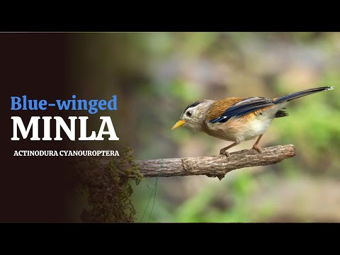 Prúžkavec belasý (Actinodura cyanouroptera) — starostlivosť, voliéra a kŕmenie