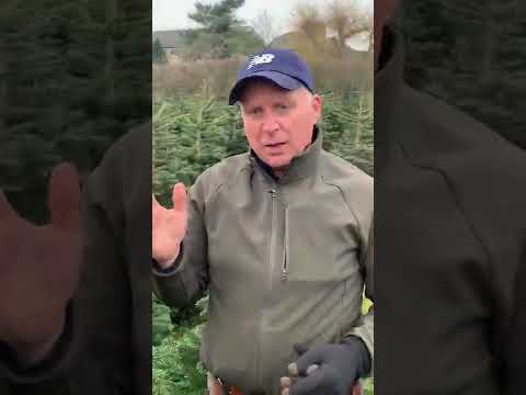 Leader control methods and success in Nordman Fir Christmas Trees