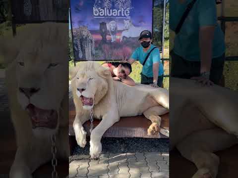 Conheça o Rei do Zoológico Baluarte, cidade de Vigan Ilocos Sur #Lion #king #ilocostour