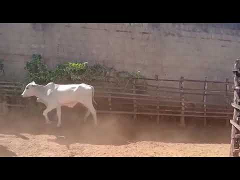 34 Bezerros na Balança Viva a 13 reais em Borborema/ Paraíba. Whatsapp 84 99810 2784*#gado 