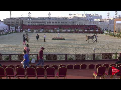 N.40 AHOOD UMM ALUDHAM - 2019 Qatar International show - Fillies 2 Years Old (Class 2)