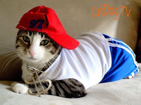 Смешное видео с котиками (Funny Cat)