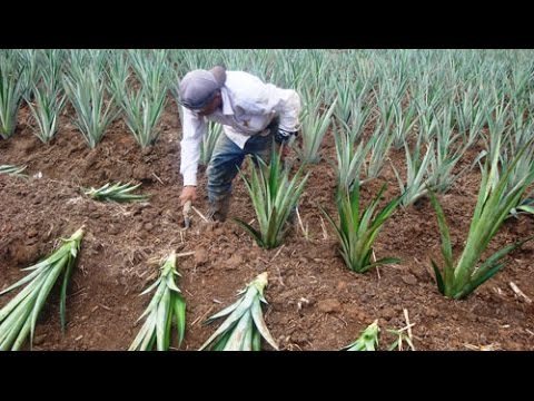 , title : 'Proceso de Cultivo y Producción de la Piña - TvAgro por Juan Gonzalo Angel'