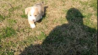 Video preview image #4 Pembroke Welsh Corgi Puppy For Sale in DOUGLASS, KS, USA