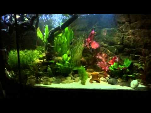 Aquarium Einrichtungsbeispiel Bild