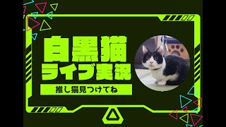 Beppu · Cat from Mysore Beppu Kannawa Cat Live Camera live stream