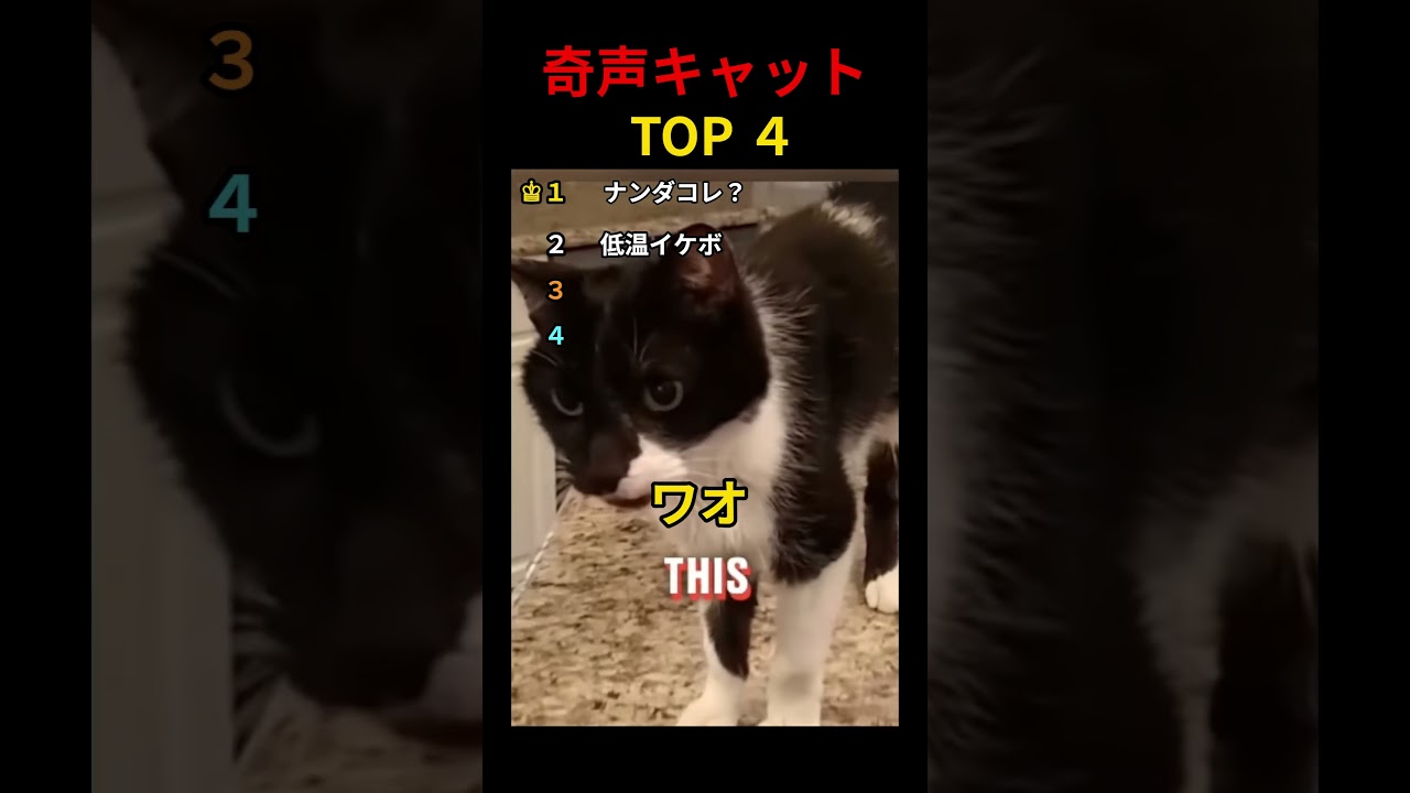 奇声キャットTOP4 #shorts