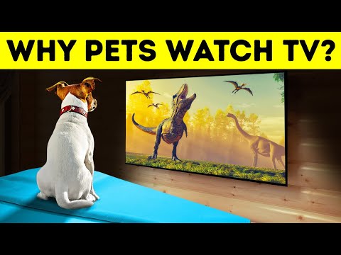 Do Dogs and Cats Really Watch TV - YouTube