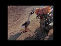 Geese Saying Goodbye As The Famle Is Sent To Slaughter