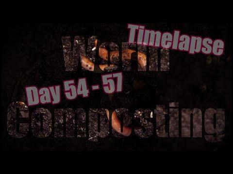 Worm Composting, Wurmkompostierung, Vermicomposting, Time Lapse Days 55-58 last day of March 2021