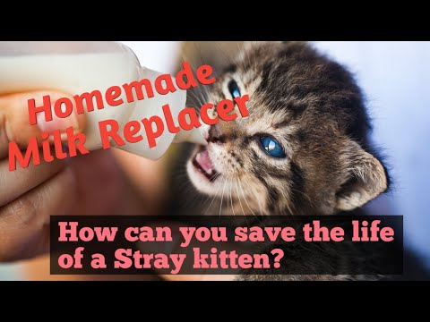 How to Make Homemade Milk Replacer  | Which milk is good for kittens? | Tame And Wild