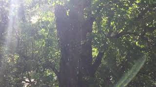 Freckle - Moose Blood (Cover)