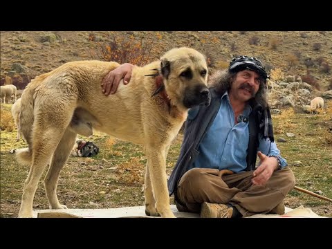PALA DAYI’NIN Efsane Kangalları | Harika Sürü Köpekleri @paladayivegardaşlari  