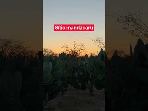 Sítio mandacaru Lapão Bahia bom dia meu povo