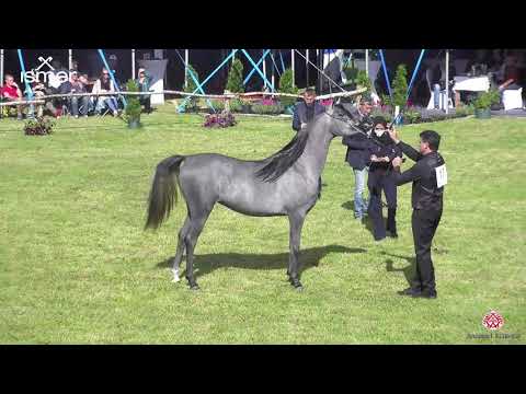 N 17 AMALTEA REGALIS   Strohen 2020 European   2 year old fillies Class 4