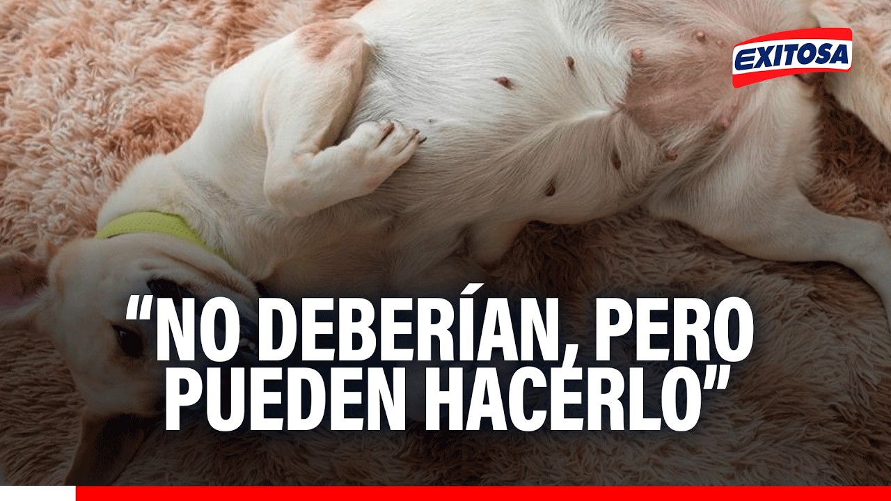 🔴🔵Perritas no deberían tener crías después de los cinco años por ser ancianas, señala Rodrigo Rondón