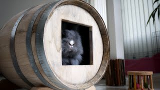 Barrel Buns バーレルが好きなウサたち