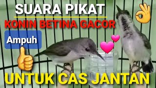 Download lagu SUARA KOLIBRI NINJA BETINA - AMPUH UNTUK CAS JANTAN MALAS BUNYI - MACET BUNYI mp3