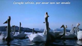 Roberto Carlos - Pássaro ferido