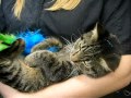 Shadow Gray Tabby 6 Month Old Kitten Peninsula Humane Foundation PetCo