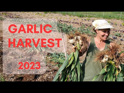 Garlic Harvest 2023 - The Hillbilly Farmers