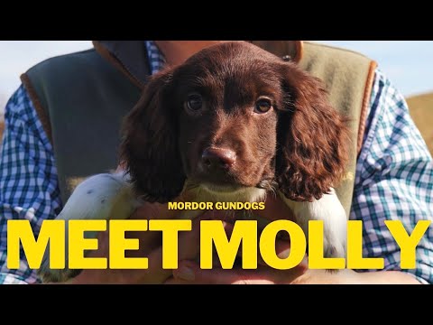 New Springer Spaniel PUPPY! Training 12-Week Old Molly