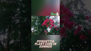 Poinsettia Plant Care In summer Best Tips For Growing.....