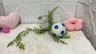 マルチーズの動画01