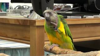 Kili Senegal Parrot - Petting Herself